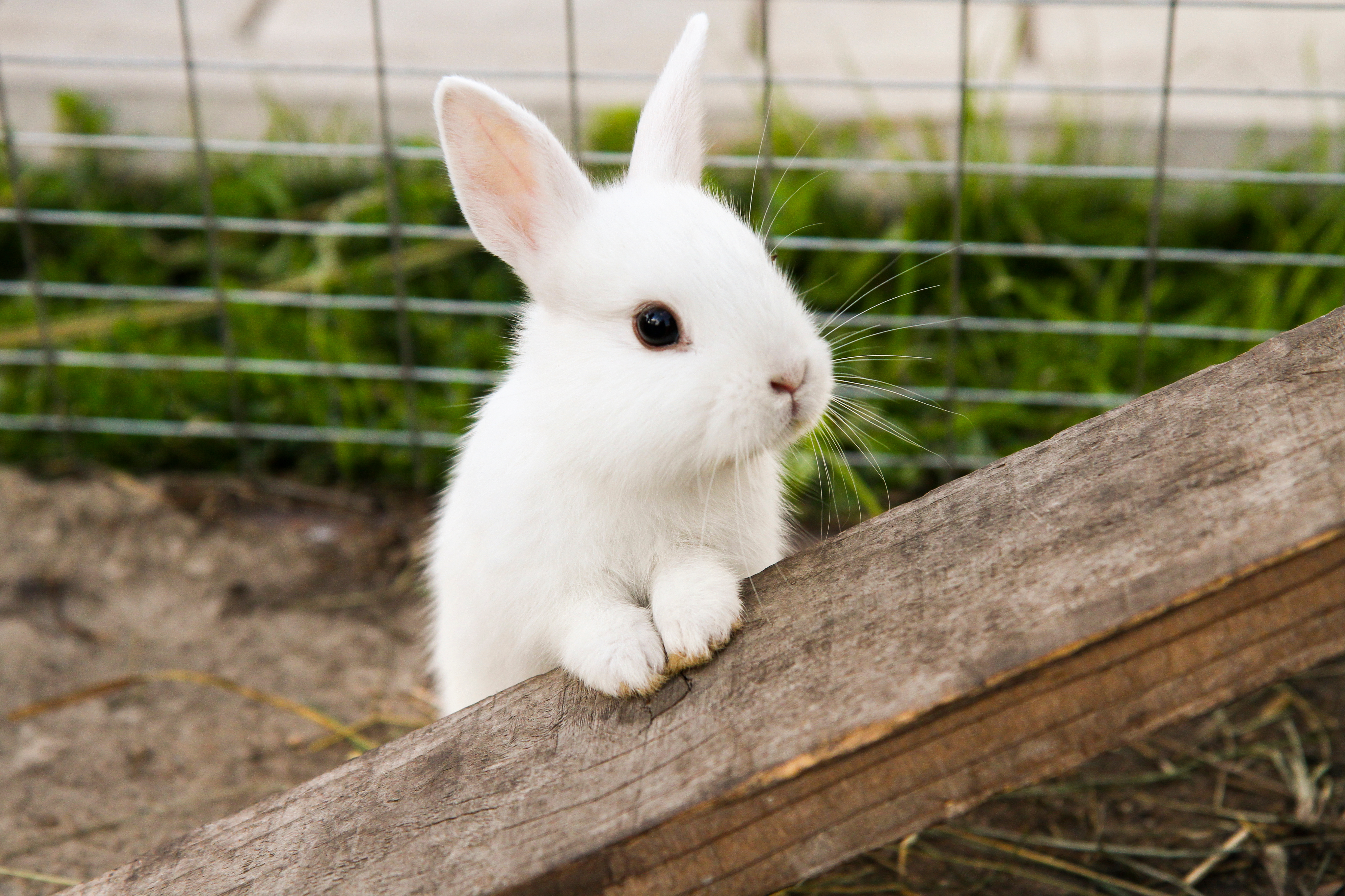 rabbit