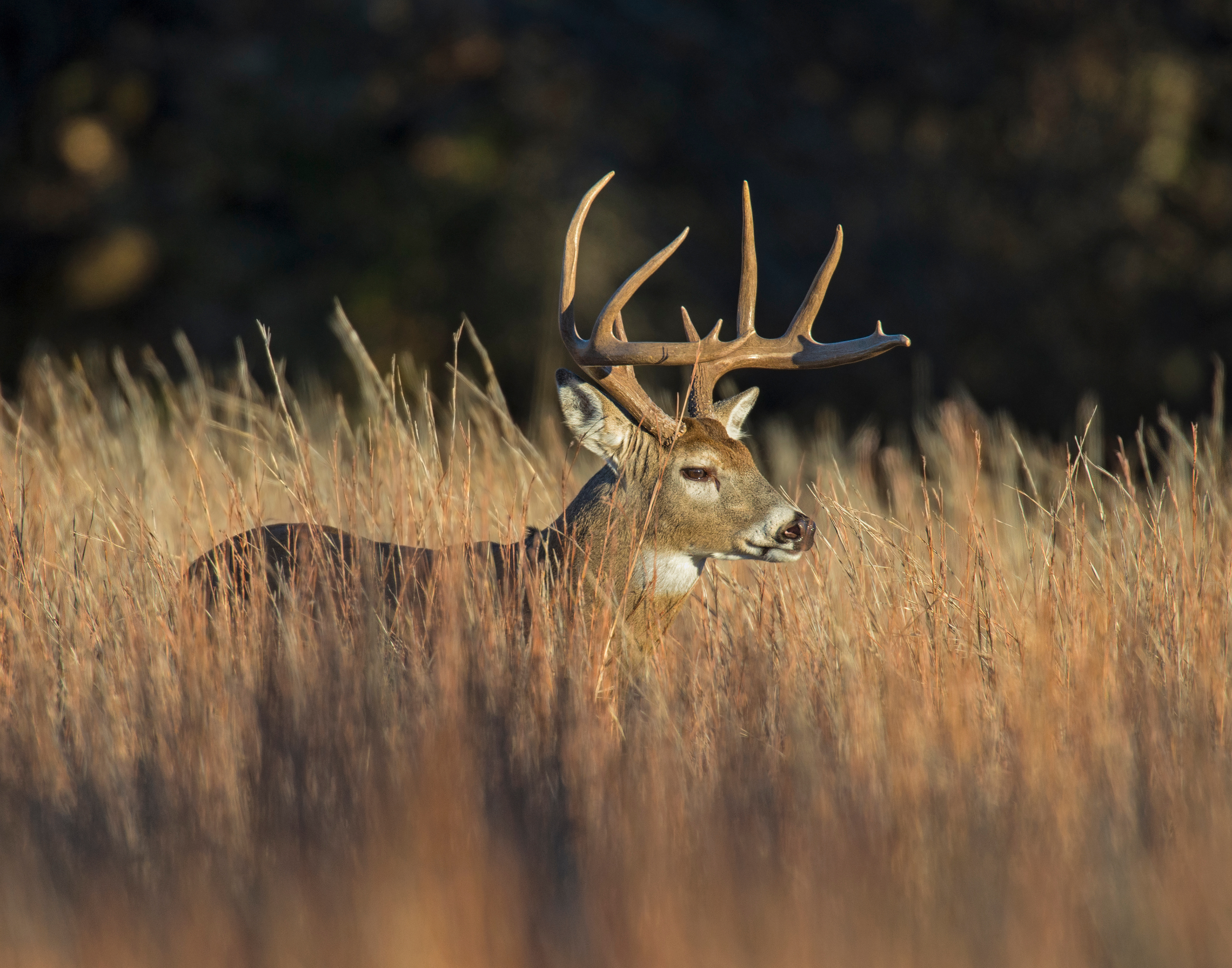 deer hunting