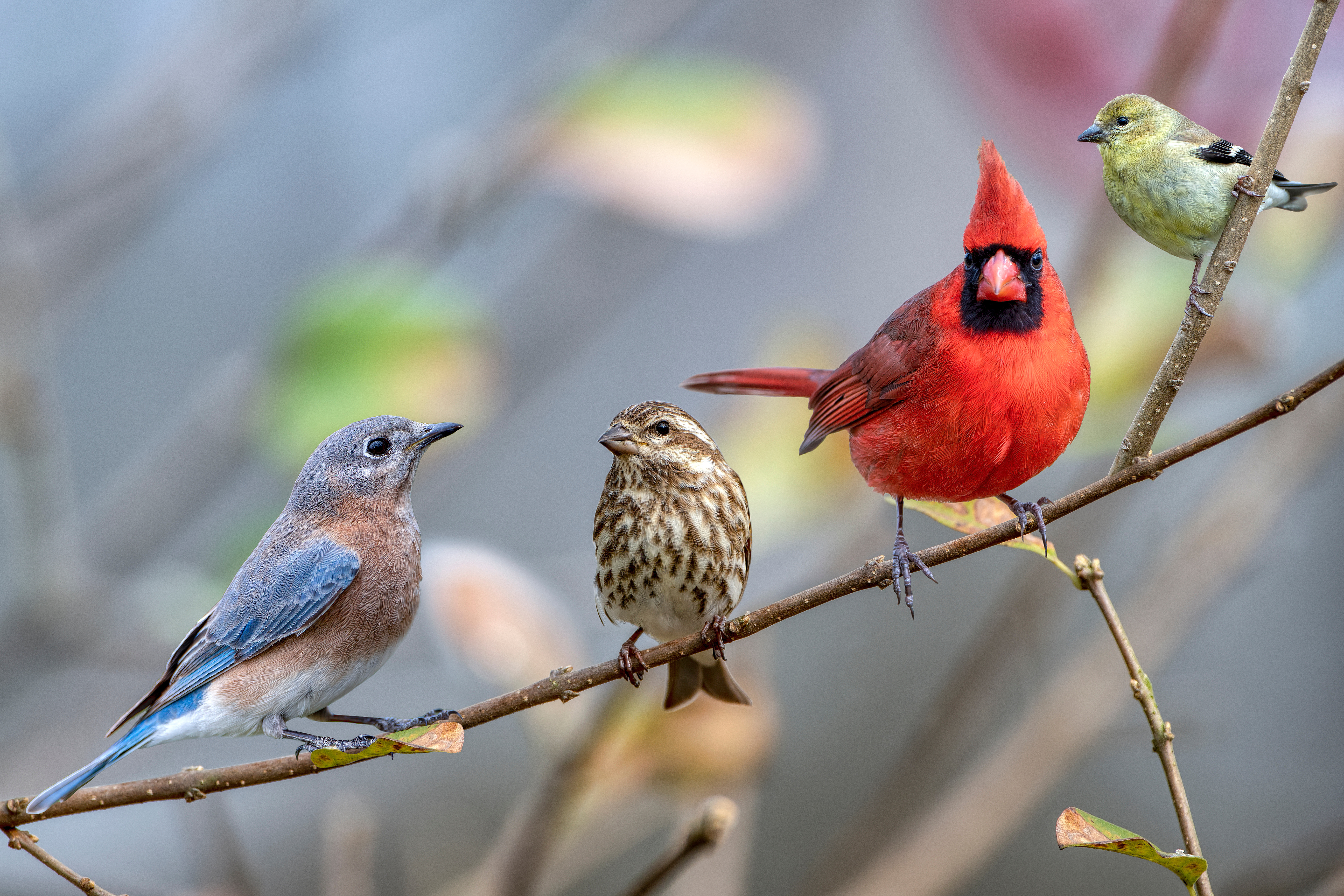 song birds