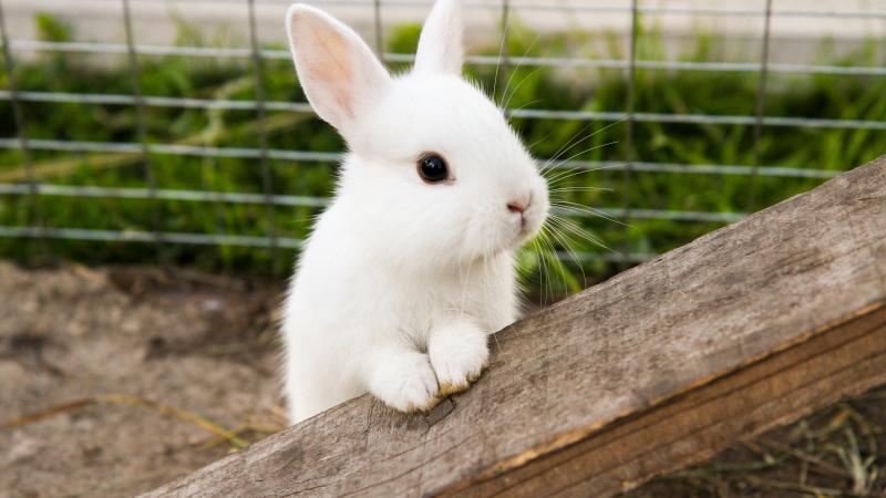 rabbit 