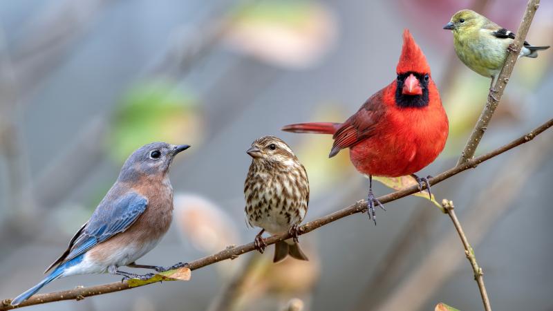 song birds