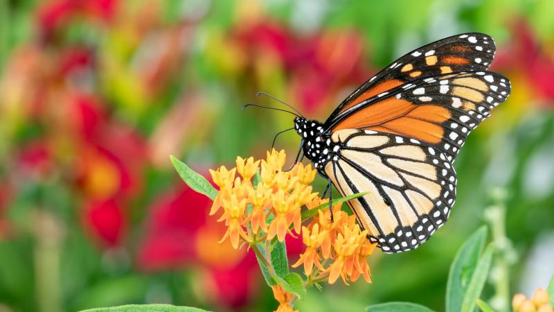 monarch butterfly
